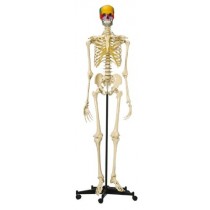 Squelette humain avec crâne articulé didactique en couleurs - A200.5